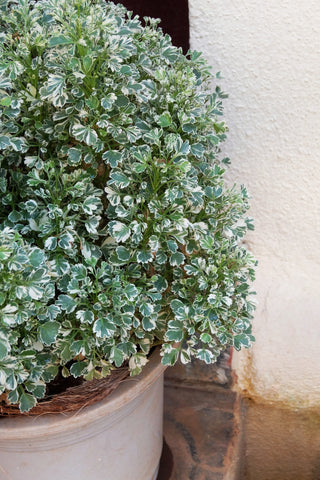 1 Gal. Emerald Gaiety Euonymus Shrub Silver Trimmed Leaves and Pink Fall Color