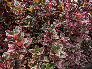 1 Gal. Emerald Gaiety Euonymus Shrub Silver Trimmed Leaves and Pink Fall Color