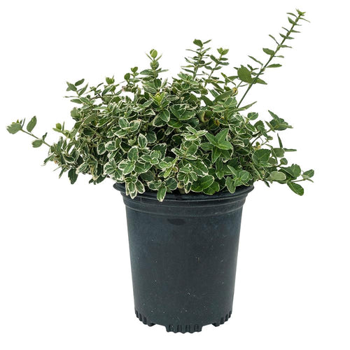 1 Gal. Emerald Gaiety Euonymus Shrub Silver Trimmed Leaves and Pink Fall Color
