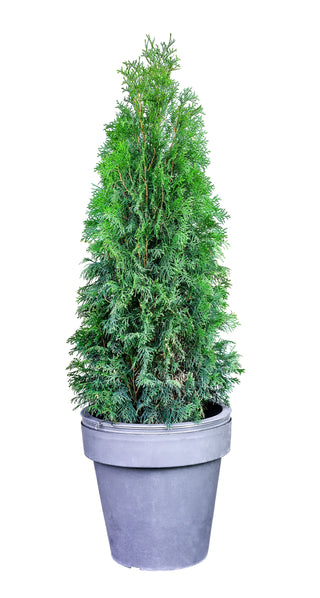 1 Gal. Emerald Green Arborvitae Shrub