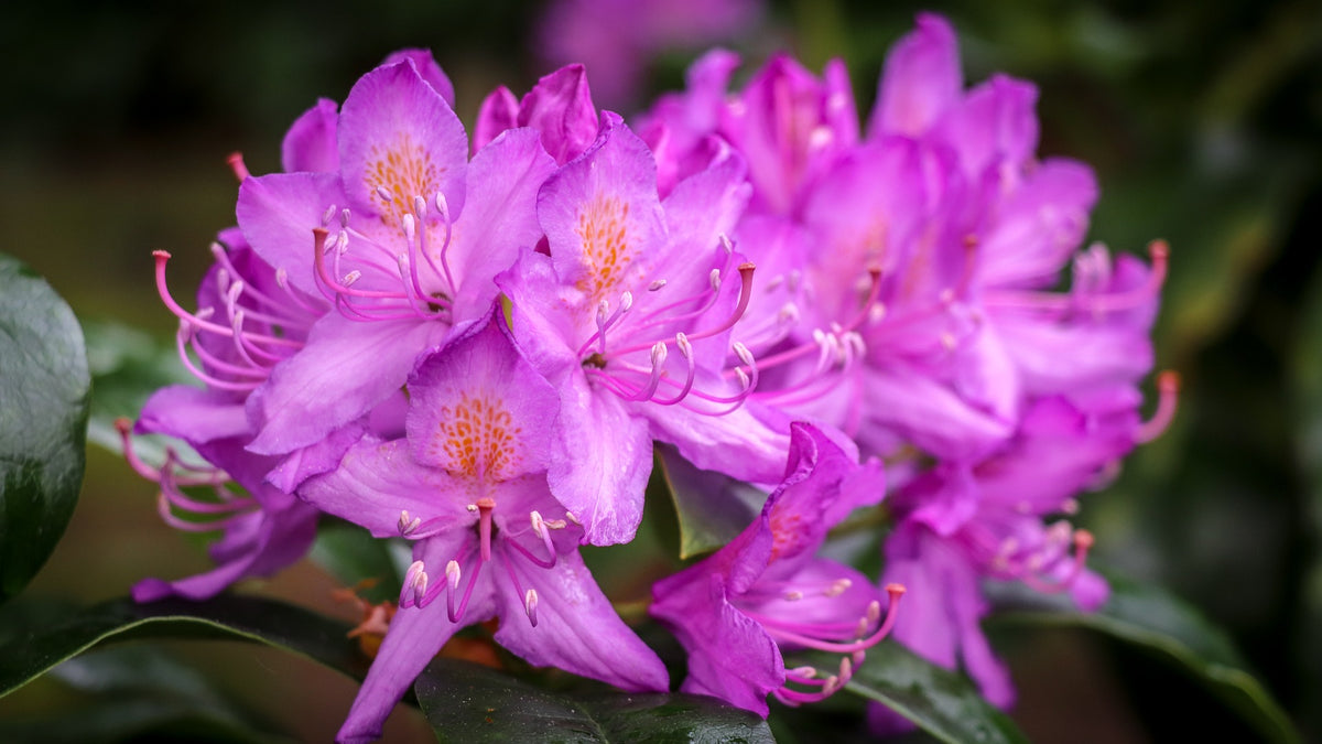 English Rhododendron English Roseum Rhododendron Shrub- Elegant rose pink flowers bloom in ...