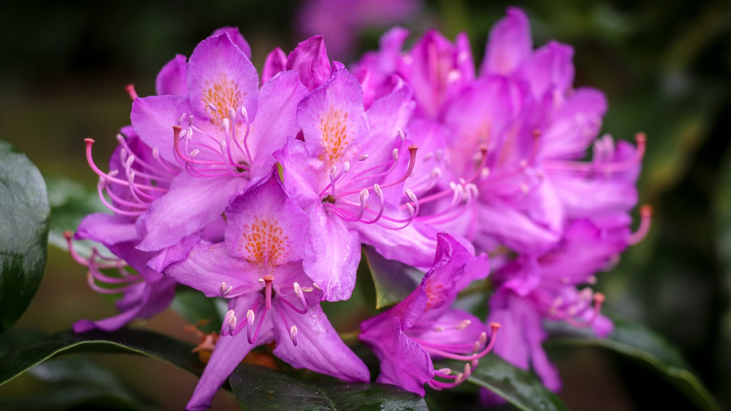 English Roseum Rhododendron Shrub- Elegant rose pink flowers bloom in ...