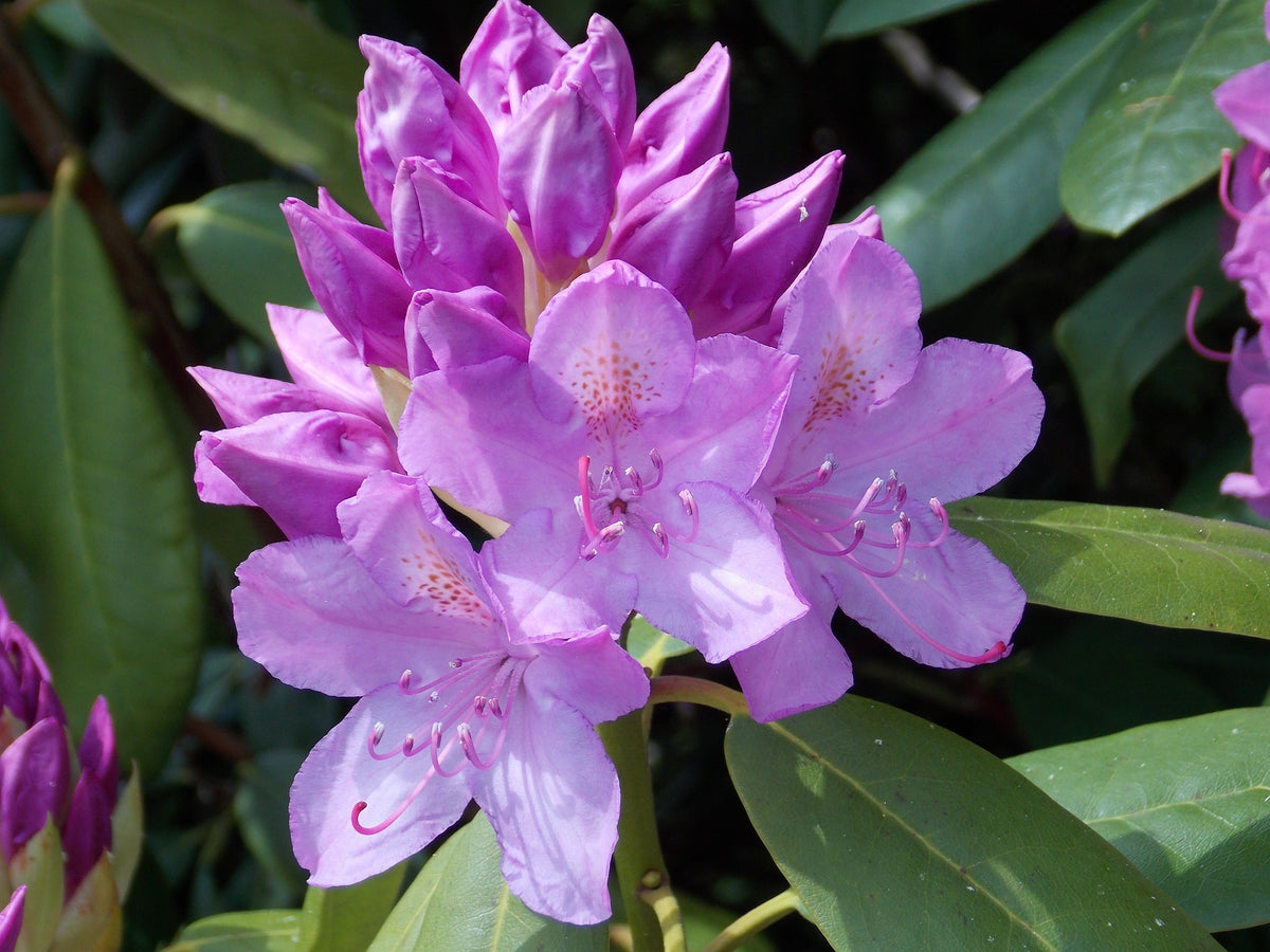 English Rhododendron English Roseum Rhododendron Shrub- Elegant rose pink flowers bloom in ...