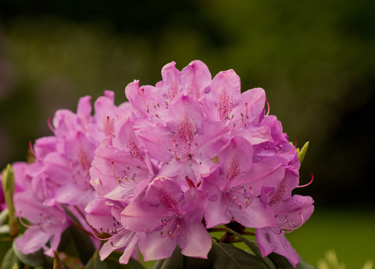 English Roseum Rhododendron Shrub- Elegant rose pink flowers bloom in ...