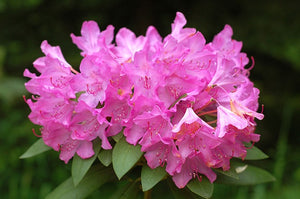 English Roseum Rhododendron Shrub- Elegant rose pink flowers bloom in large bunches of 10 or more! Cold hardy