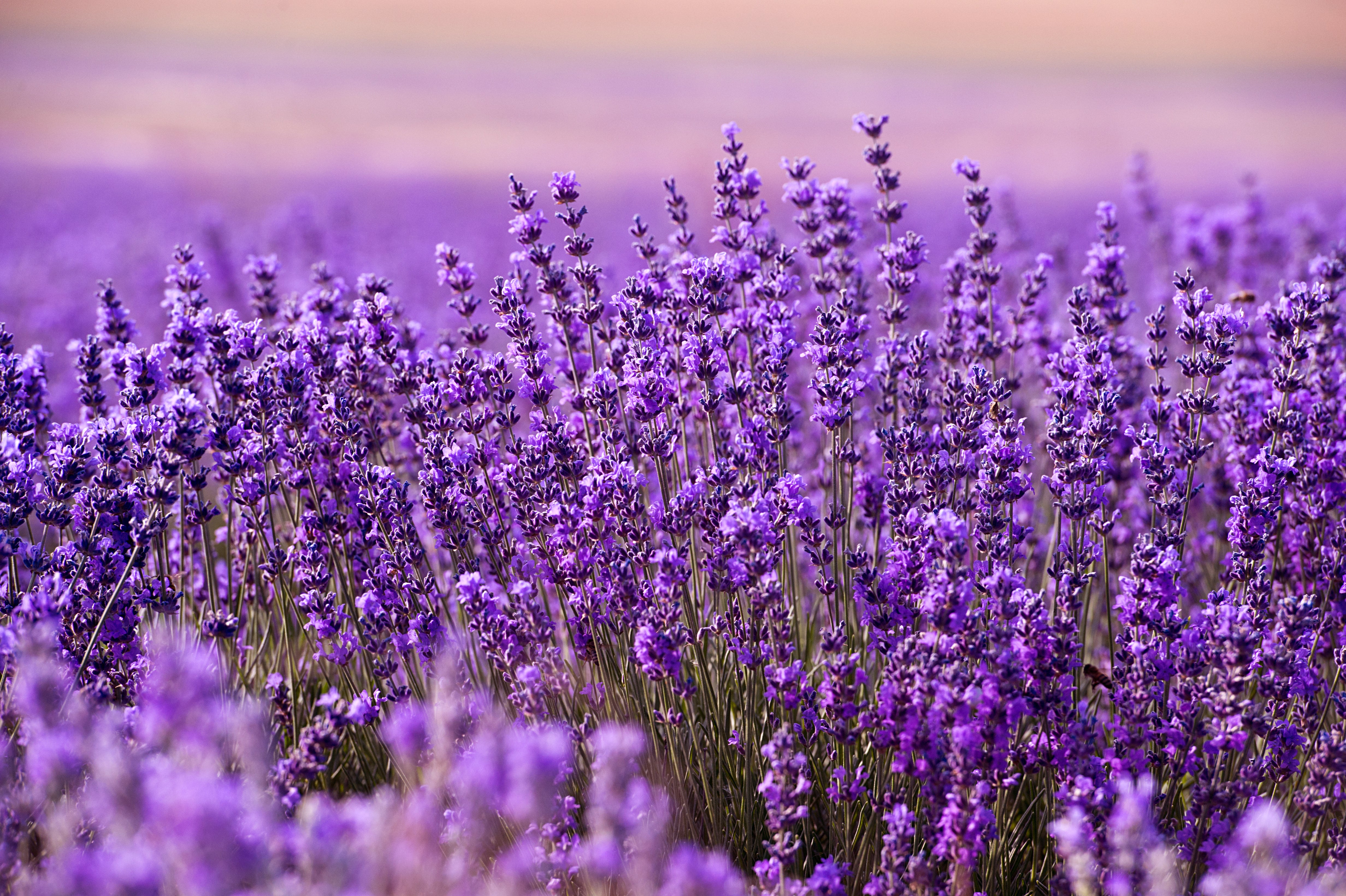 lavender plant colours 1 Gal. English Lavender Plant with Incredible Purple Color and Fragran – Online Orchards
