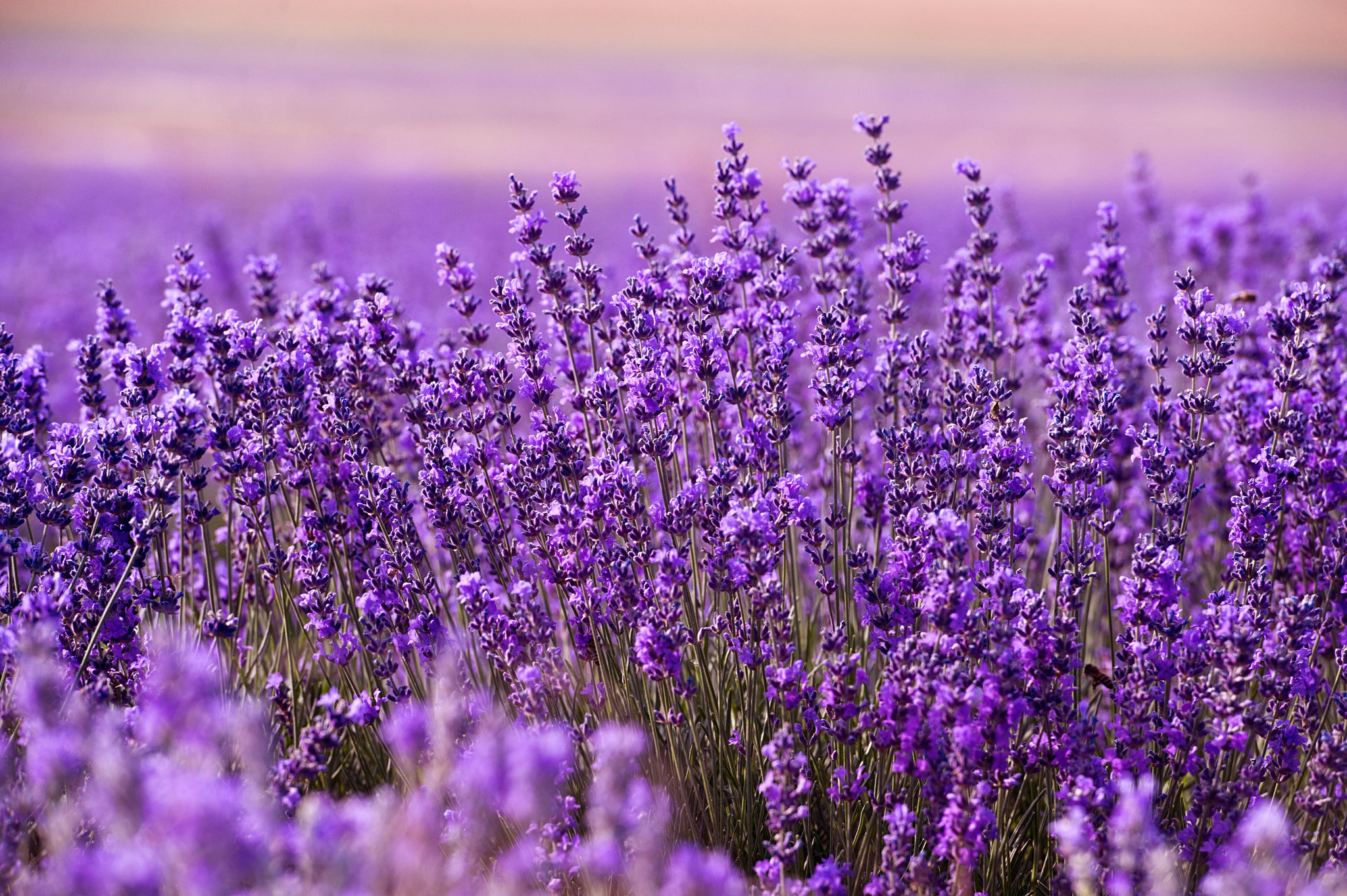 When is the best time to plant Lavender? – Soto Gardens