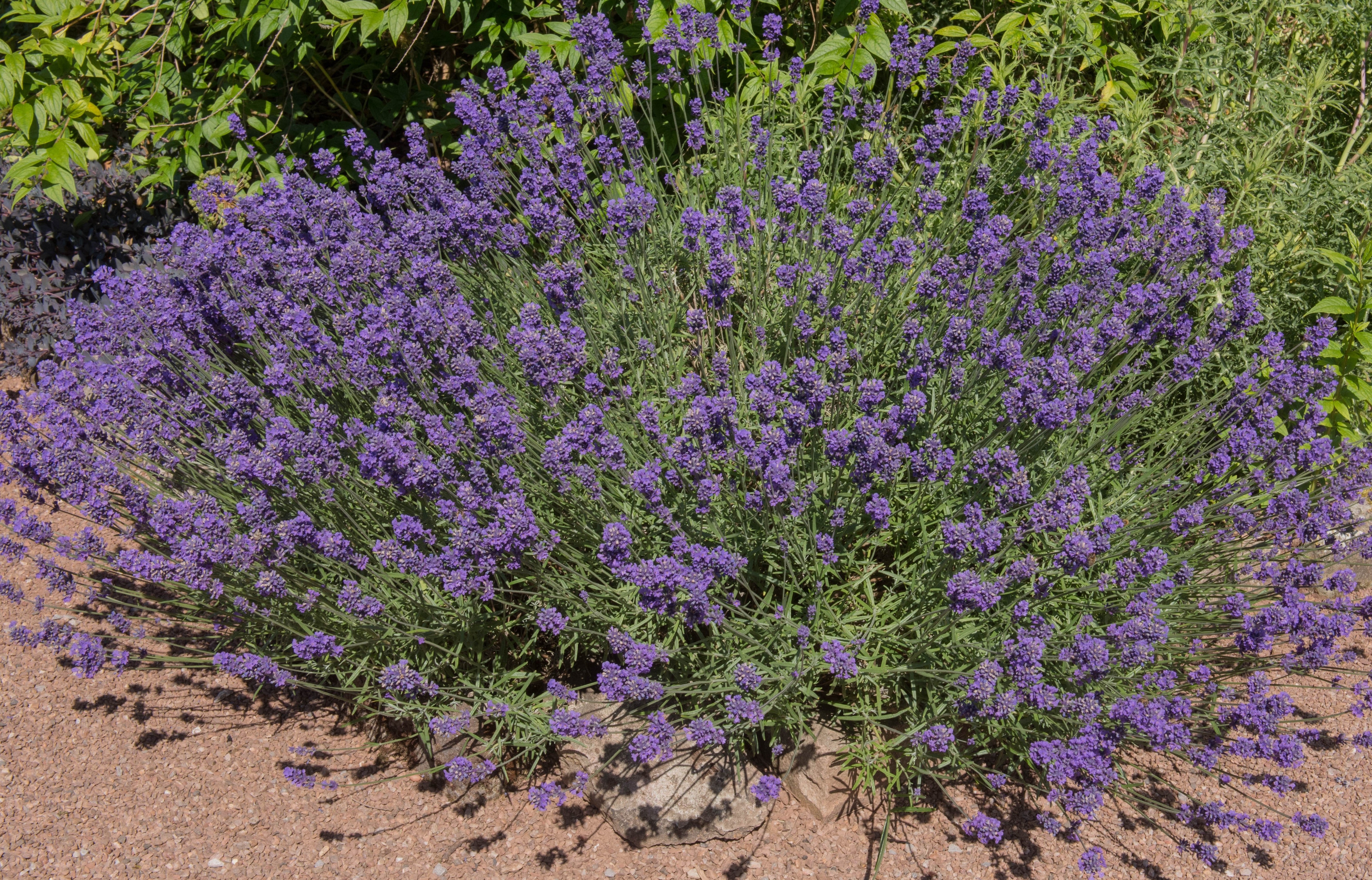 lavender fragrance plant 1 Gal. English Lavender Plant with Incredible Purple Color and Fragran – Online Orchards