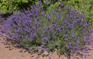1 Gal. English Lavender Plant with Incredible Purple Color and Fragrance (2-Pack)