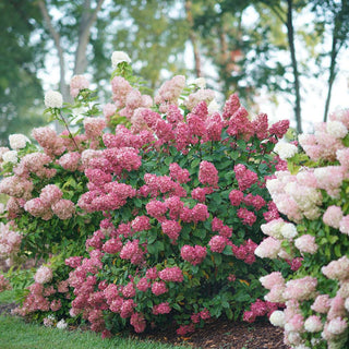 Firelight Hydrangea (1 Gallon) - Snow white florets enrich to reddish-pink in autumn! Cold hardy to -30° F