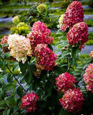 Firelight Hydrangea (1 Gallon) - Snow white florets enrich to reddish-pink in autumn! Cold hardy to -30° F