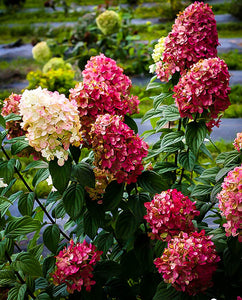 Firelight Hydrangea (1 Gallon) - Snow white florets enrich to reddish-pink in autumn! Cold hardy to -30° F