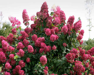 Firelight Hydrangea (1 Gallon) - Snow white florets enrich to reddish-pink in autumn! Cold hardy to -30° F
