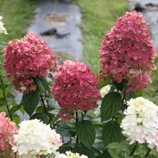 Firelight Hydrangea (1 Gallon) - Snow white florets enrich to reddish-pink in autumn! Cold hardy to -30° F