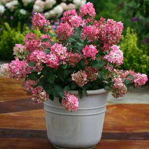 Firelight Hydrangea (1 Gallon) - Snow white florets enrich to reddish-pink in autumn! Cold hardy to -30° F