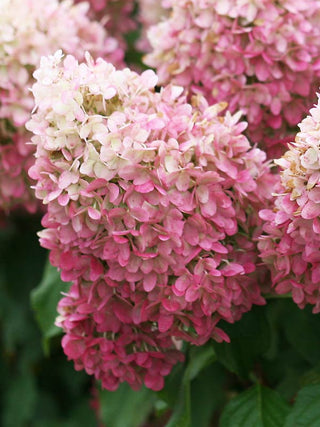 Firelight Hydrangea (1 Gallon) - Snow white florets enrich to reddish-pink in autumn! Cold hardy to -30° F