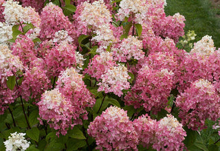 Firelight Hydrangea (1 Gallon) - Snow white florets enrich to reddish-pink in autumn! Cold hardy to -30° F