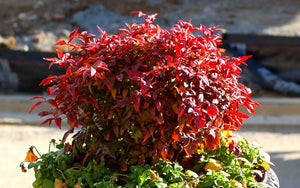 1 Gal. Firepower Heavenly Bamboo Shrub With Fiery Red Foliage