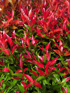 1 Gal. Firepower Heavenly Bamboo Shrub With Fiery Red Foliage