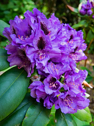 Florence Parks Rhododendron Shrub (1 Gal) - Unique violet flowers bloom in huge globe-shaped bunches!