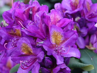 Florence Parks Rhododendron Shrub (1 Gal) - Unique violet flowers bloom in huge globe-shaped bunches!