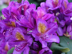 Florence Parks Rhododendron Shrub (1 Gal) - Unique violet flowers bloom in huge globe-shaped bunches!