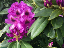 Florence Parks Rhododendron Shrub (1 Gal) - Unique violet flowers bloom in huge globe-shaped bunches!