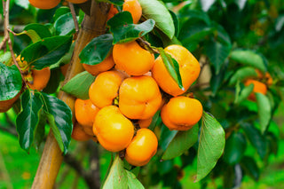 Fuyu Persimmon Tree - Tasting notes of cinnamon and brown sugar with no astringency (Bare Root, 3 ft.)