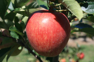 Dwarf Gala Apple Tree - One of the earliest to ripen! (2 years old and 3-4 feet tall.)