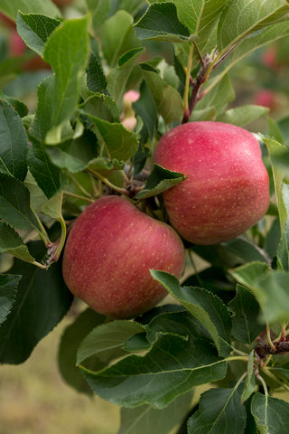 Dwarf Gala Apple Tree - One of the earliest to ripen! (2 years old and 3-4 feet tall.)