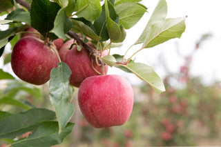 Dwarf Gala Apple Tree - One of the earliest to ripen! (2 years old and 3-4 feet tall.)