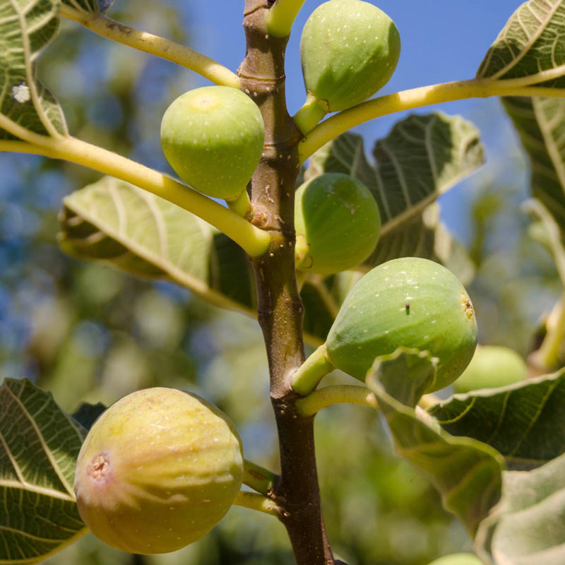 1 gal Ghost Hill White Texas Fig Tree - Double crop fig perfect for ho ...