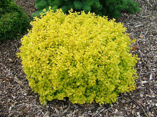 Dwarf Golden Barberry (1 Gallon) - Exceptionally bright foliage make for the perfect companion to green and purple plants!