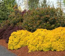 Dwarf Golden Barberry (1 Gallon) - Exceptionally bright foliage make for the perfect companion to green and purple plants!
