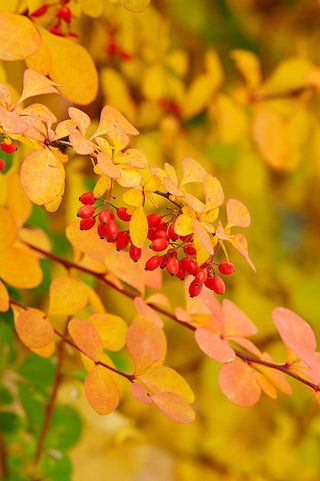 Dwarf Golden Barberry (1 Gallon) - Exceptionally bright foliage make for the perfect companion to green and purple plants!