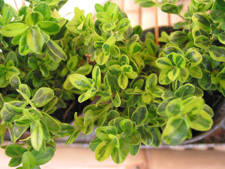 Golden-Tip Boxwood (1 Gallon) -  Golden-splashed foliage further brightens a colorful evergreen classic!