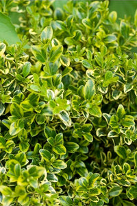 Golden-Tip Boxwood (1 Gallon) -  Golden-splashed foliage further brightens a colorful evergreen classic!