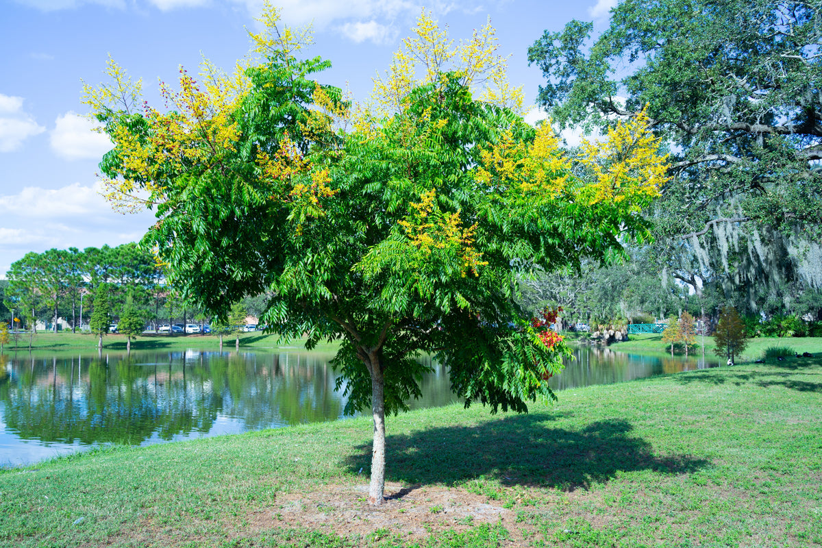 Golden Rain Tree (Bare Root, 3 ft. to 4 ft. Tall) – Online Orchards