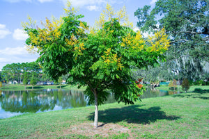 Golden Rain Tree (Bare Root, 3 ft. to 4 ft. Tall)