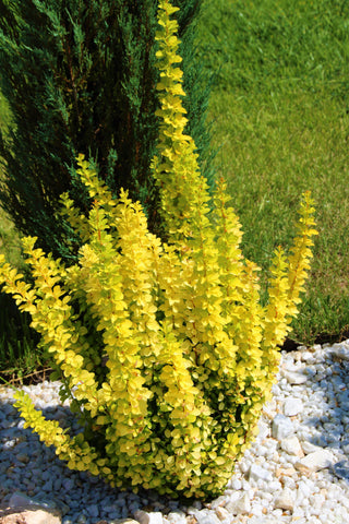 1 Gal. Golden Rocket Upright Barberry Shrub with Bright Foliage and Narrow Columnar Form