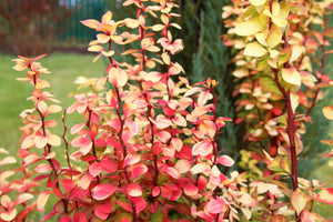 1 Gal. Golden Rocket Upright Barberry Shrub with Bright Foliage and Narrow Columnar Form