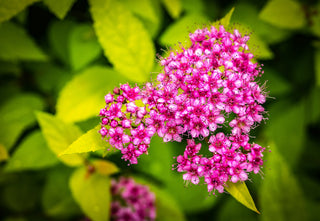 Goldflame Spirea Shrub (1 Gal) - Neon yellow foliage clashes beautifully against bright pink flowers!