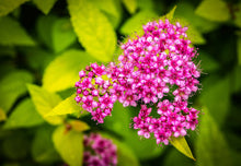 Goldflame Spirea Shrub (1 Gal) - Neon yellow foliage clashes beautifully against bright pink flowers!
