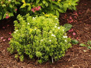 Goldflame Spirea Shrub (1 Gal) - Neon yellow foliage clashes beautifully against bright pink flowers!