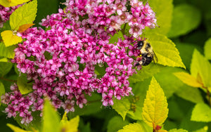 Goldflame Spirea Shrub (1 Gal) - Neon yellow foliage clashes beautifully against bright pink flowers!