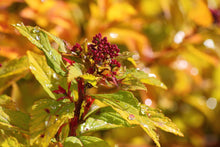 Goldflame Spirea Shrub (1 Gal) - Neon yellow foliage clashes beautifully against bright pink flowers!