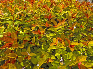 Goldflame Spirea Shrub (1 Gal) - Neon yellow foliage clashes beautifully against bright pink flowers!