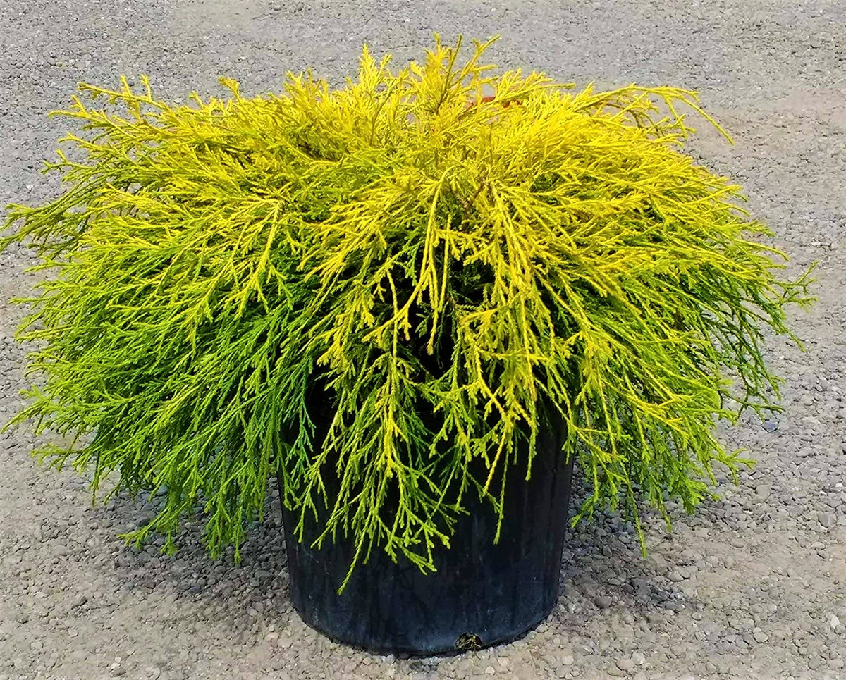1 Gal. Gold Mop Threadbranch Cypress Shrub with Colorful Golden Yellow ...