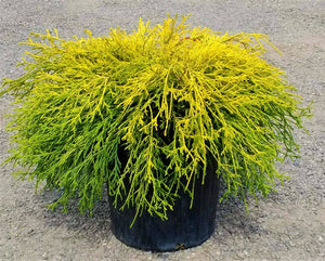 1 Gal. Gold Mop Threadbranch Cypress Shrub with Colorful Golden Yellow Evergreen Foliage