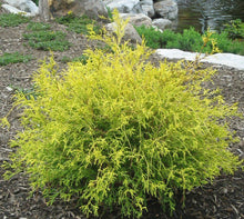 1 Gal. Gold Mop Threadbranch Cypress Shrub with Colorful Golden Yellow Evergreen Foliage